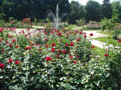 Картина газона с красивыми розами