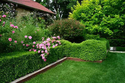 Фотка газона с красивыми розами
