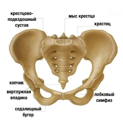 Где находится крестец у человека: Размеры и форматы изображений