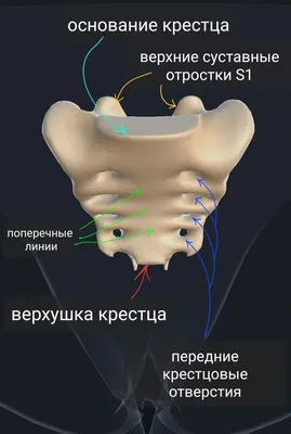 Раскройте тайны человеческого крестца: Изображения различных размеров и форматов