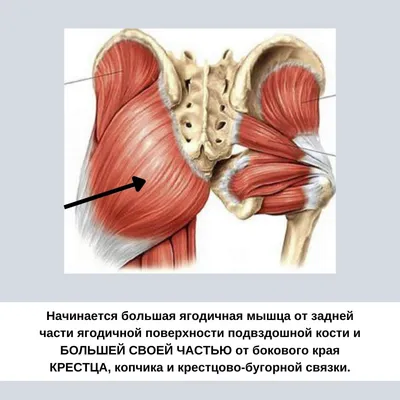 Фотографии крестца у человека: Размеры и форматы для загрузки (JPG, PNG, WebP)