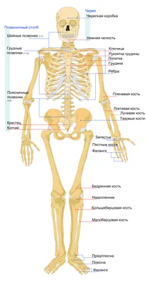 Исследование анатомии: Фото крестца с возможностью выбора формата изображения