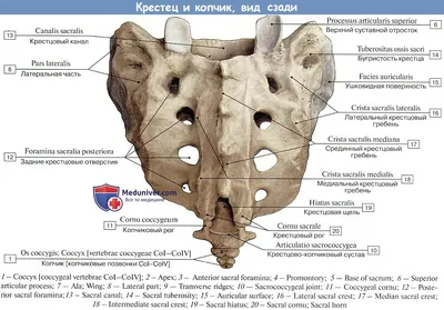 Где крестец у человека фотографии