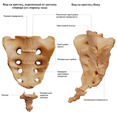 Эстетика анатомии: Фотографии крестца в различных форматах