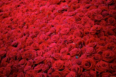 Великолепие роз: самые красивые фотографии