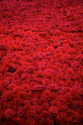 Фотографии роз: самые изысканные снимки