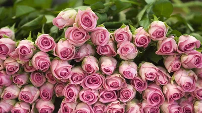 Цветочный рай: фотоизображения разнообразных сортов роз