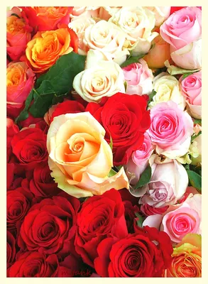 Игра цветов роз: цветочные композиции на фото