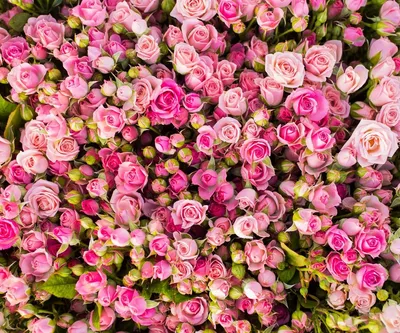 Розы разных форм и размеров: фотографии новых гибридов