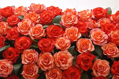 Восхитительные фотографии роз