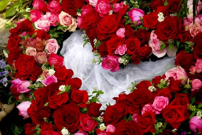 Прекрасные розы во всех вариациях: фотоальбом для выбора