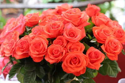 Захватывающая красота роз: фотографии лучших сортов