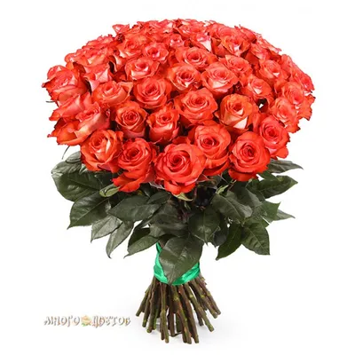 Фото для любителей роз: выбирайте желаемый размер