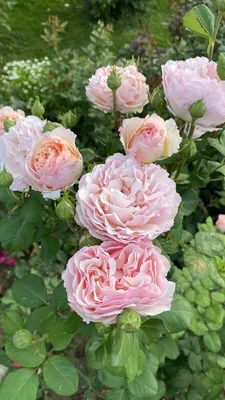 Изысканные розы на фото: выбирайте формат и размер изображения