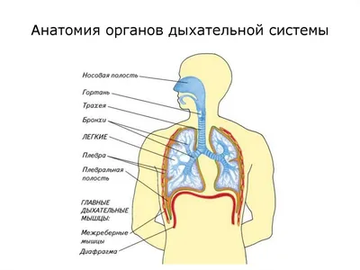 Изучение бронхиального дерева: фото для скачивания в разных форматах