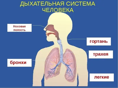 Фотографии человеческих бронхов: выбор формата изображения