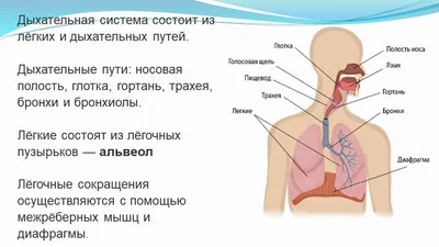 Фотографии бронхиальной системы: выбор размера и формата