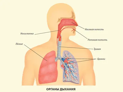 Фотографии бронхов: определите размер и формат перед скачиванием