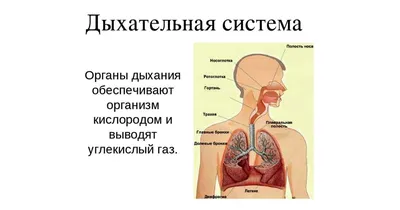 Бронхи в деталях: фотографии с возможностью увеличения