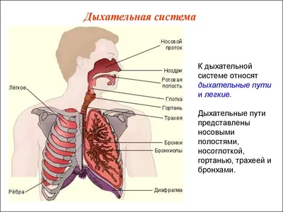 Выберите формат: JPG, PNG, WebP для фото бронхов человека