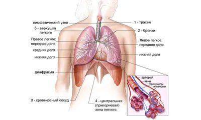 Визуализация бронхиальной системы человека: выбор фото и формата