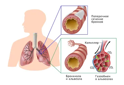 Углубленный взгляд на бронхи: скачивание в формате JPG, PNG, WebP