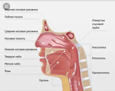 2. Изучение Структуры Человеческого Тела: Где Находятся Гланды?