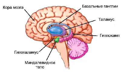 12. Визуализация Внутреннего Мира: Скачивайте Гланды в JPG, PNG, WebP