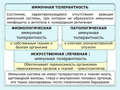 23. Размер на Ваш Выбор: Скачивайте Гланды в Разных Форматах