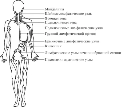 28. Разгадайте Секреты: Гланды с Возможностью Загрузки в JPG, PNG, WebP