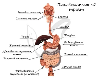 35. Анатомическая Загадка: Где Расположены Гланды с Разными Форматами