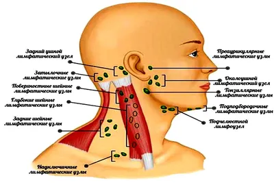Локализация лимфоузлов на шее человека: JPG