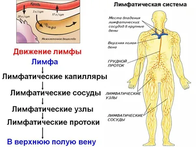 Лимфатические узлы на шее: изображение в JPG