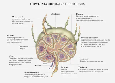 Фото локализации лимфоузлов на шее (WebP)