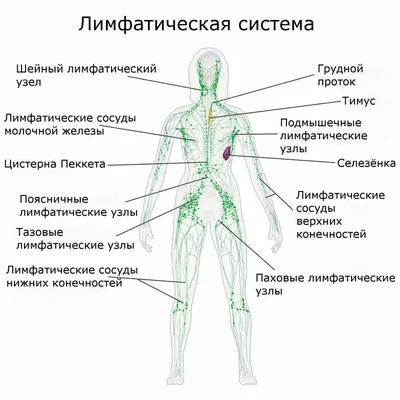 Изображение местоположения лимфоузлов на шее в формате WebP