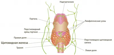 Лимфоузлы на шее человека: фотография в PNG