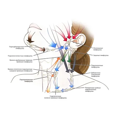 Изображение лимфатических узлов на шее: JPG для скачивания