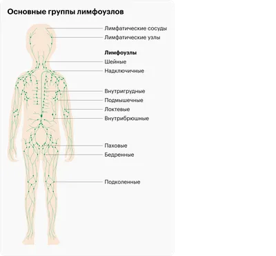 Картина анатомии лимфоузлов на шее в формате JPG