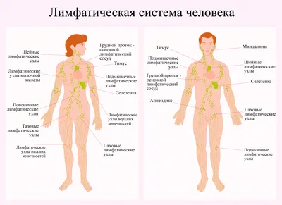 Фотография местонахождения лимфатических узлов на шее (JPG)