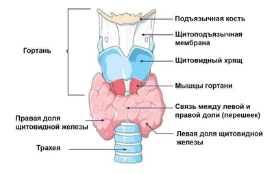 Человеческая анатомия: лимфатические узлы на шее в JPG