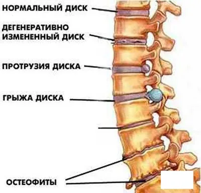 Картинка почек человека - JPG формат