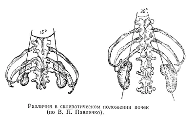 Фото почек человека со спины - JPG для скачивания