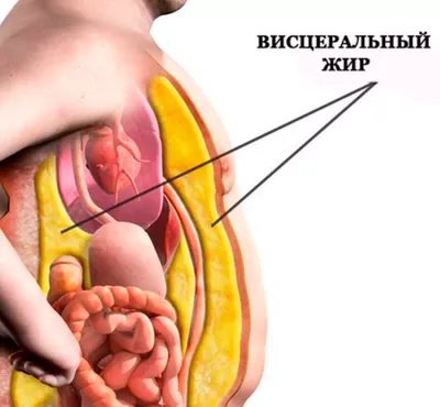 Фотографии почек: выберите формат и размер изображения