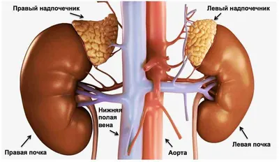 Фото почек человека: выбор формата и размера изображения