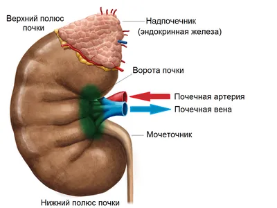 Почки человека: изображения с возможностью выбора формата