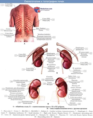 Фото анатомии почек с опцией скачивания в различных форматах