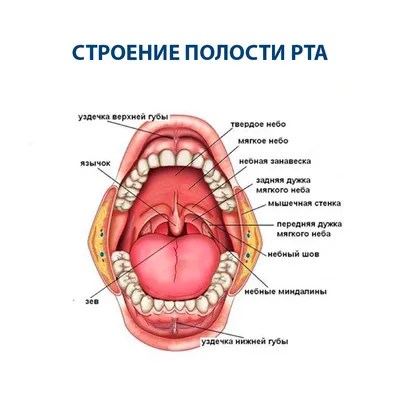 Фотография слюнных желез: Выберите размер и формат