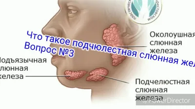 Слюнные железы человека: Фотогалерея с возможностью загрузки