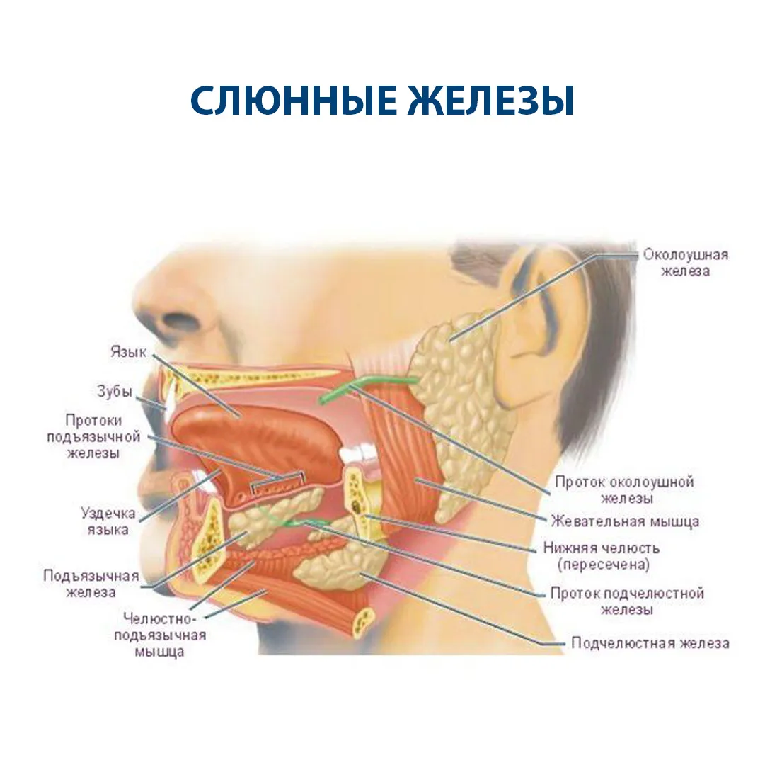 Слюнные железы где находятся у человека схема расположения женщин фото