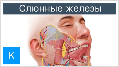 Фотографии слюнных желез: Ваши настройки - ваш выбор